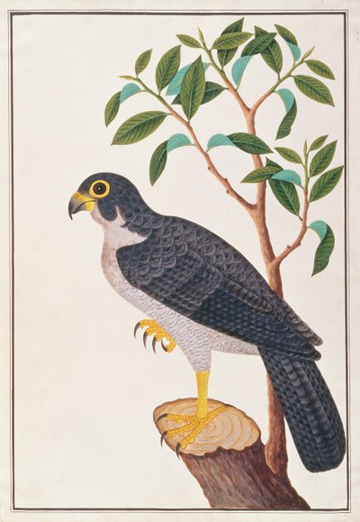 Peregrine Falcon, from Drawings of Birds from Malacca, c.1805-18 by Chinese School